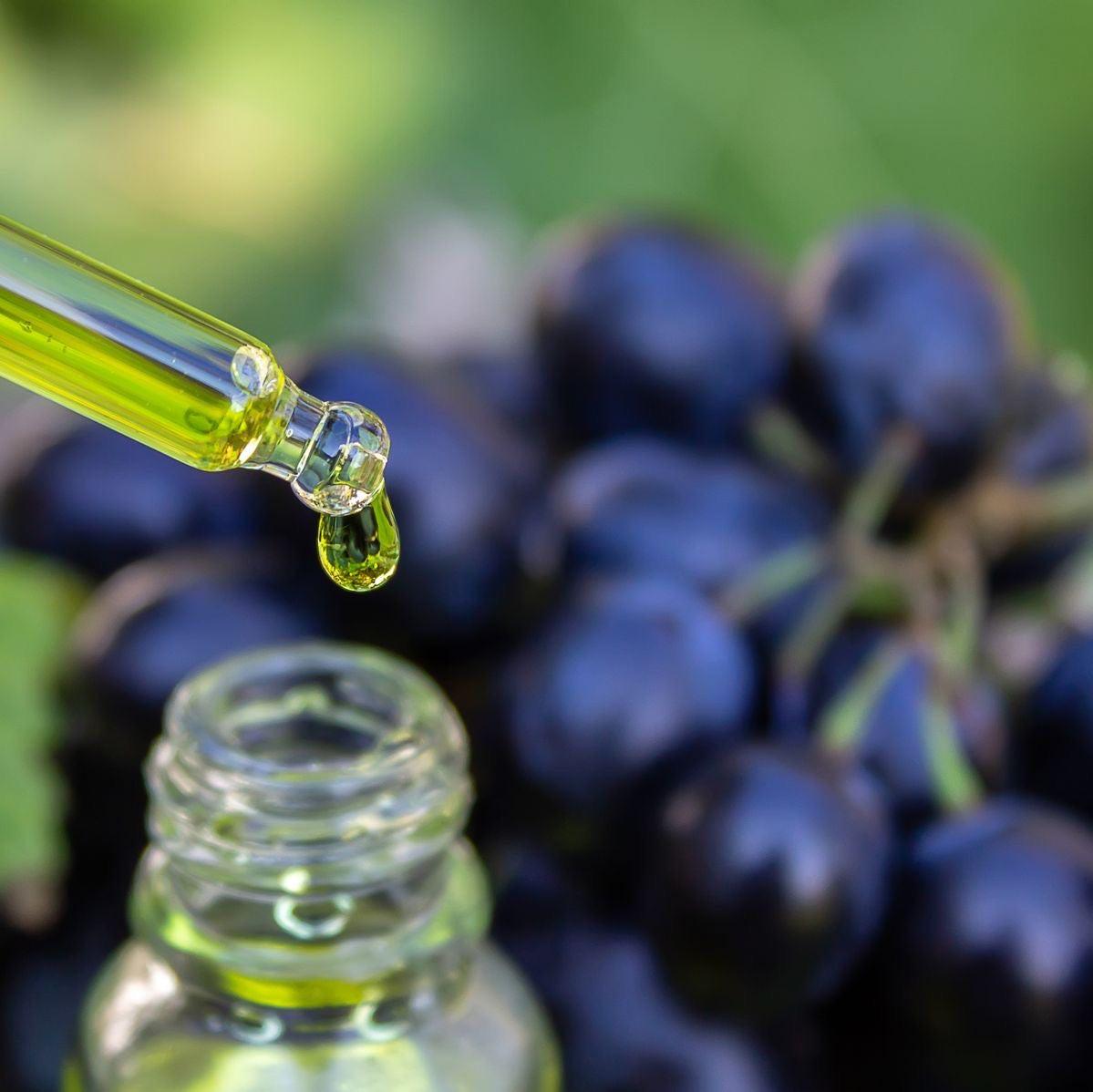 Elixir of the Vine